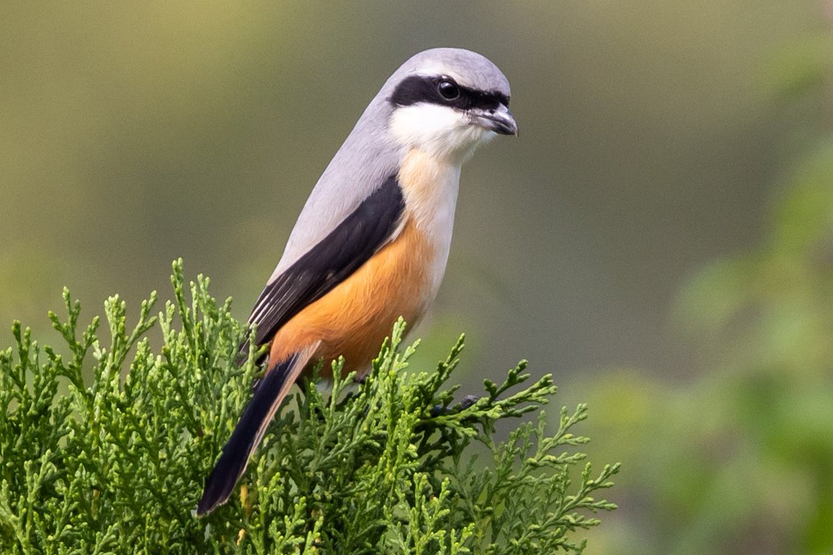 Birding this holiday? Wherever you are, you can find the most beautiful birding areas with Birdingplaces.com. If you are looking for a specific bird species, you can also look up where this species occurs. Handy! #EnjoyAndProtect! 

Photo Long-tailed Shrike by Carolien Hoek