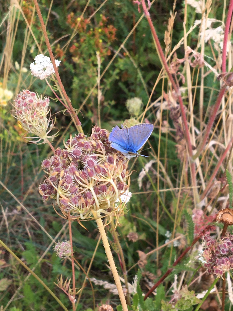 Local wildlife. Still a few male Common Blue butterflies (Polyommatus icarus) in the wildflower area at West Sutton station, though some are now beginning to look a bit worn. #londonwildlife