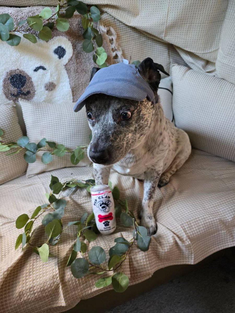 This will be the sneakiest trade on ETH this year 

LORE: 
- Pepe's Dog 
- Team owns the IP (never had a narra related to Matt Furie have access to IP or endorsement, except PEPE) 
- SHIB socials interacted thrice showing support 
- Owner and Original artist publicly supporting