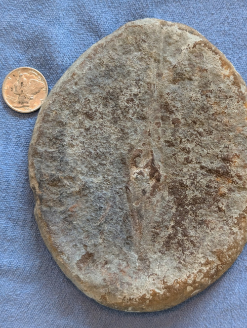 ESCONI's tweet image. Fossil Friday #274: Palaeoxyris prendeli from Terre Haute #fossils #paleontology #FossilFriday #MazonCreek #TerreHaute #shark #sharkfossil #sharkeggcase #neptunespurse #pennsylvanian #carboniferous #indianafossil
esconi.org/esconi_earth_s…