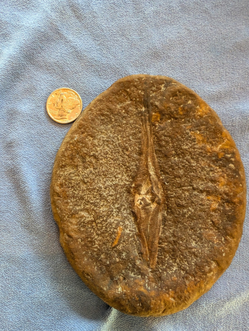 ESCONI's tweet image. Fossil Friday #274: Palaeoxyris prendeli from Terre Haute #fossils #paleontology #FossilFriday #MazonCreek #TerreHaute #shark #sharkfossil #sharkeggcase #neptunespurse #pennsylvanian #carboniferous #indianafossil
esconi.org/esconi_earth_s…