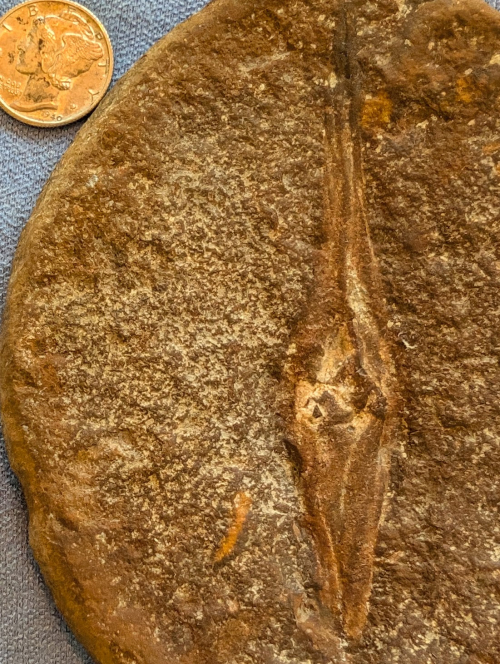ESCONI's tweet image. Fossil Friday #274: Palaeoxyris prendeli from Terre Haute #fossils #paleontology #FossilFriday #MazonCreek #TerreHaute #shark #sharkfossil #sharkeggcase #neptunespurse #pennsylvanian #carboniferous #indianafossil
esconi.org/esconi_earth_s…