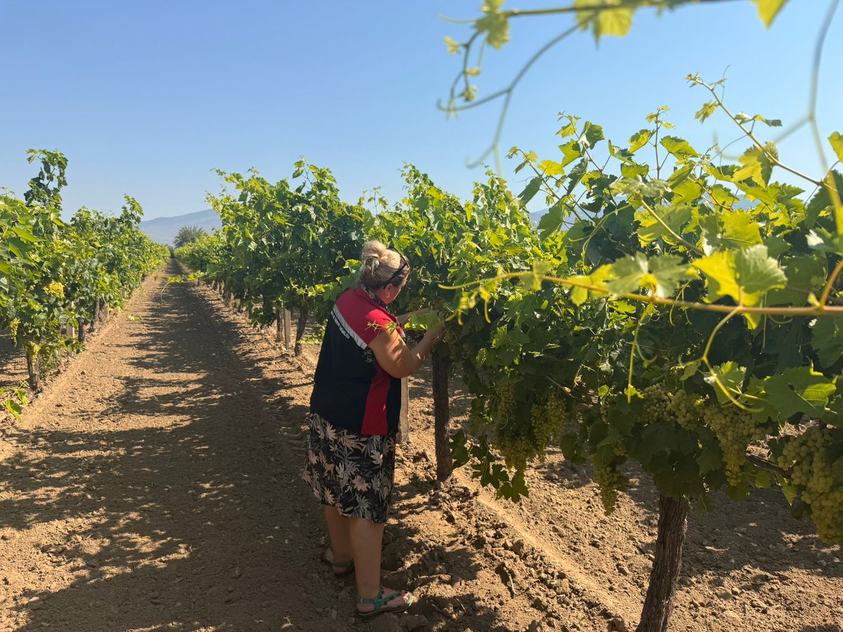 Salkım güvesi zararlısına karşı ikinci ve üçüncü döllere yönelik mücadele kapsamında yapılan anonsların ardından,bağ alanlarında zarar tespitine ve gerekli teknik önlemlerin alınmasına yönelik fenolojik gözlemler yapılmaktadır.
<a href="/MstafaSahin44/">Mustafa ŞAHİN</a> <a href="/fatihcicek33/">fatihcicek33</a> 
<a href="/TCTarim/">T.C. Tarım ve Orman Bakanlığı</a> <a href="/izmirtarim/">İzmir Tarım ve Orman İl Müdürlüğü</a>