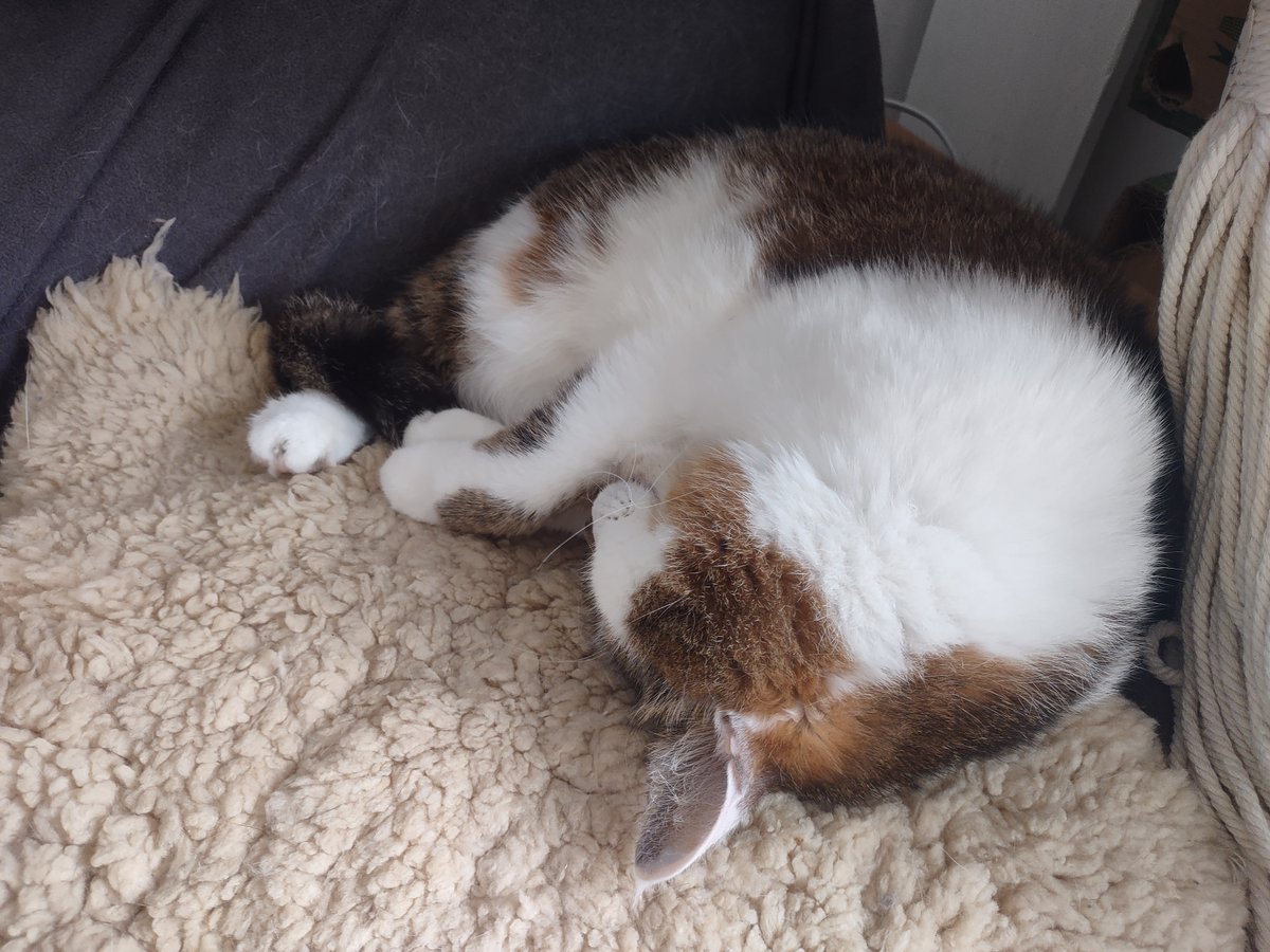 zinnia_elegans1's tweet image. napping is so important. Zinny looked at the picture and says she admires my thick, summer coat. Yes, I wear the Siberian! model in the summer, but it's the summer version๐น๐ป๐น #Hedgewatch