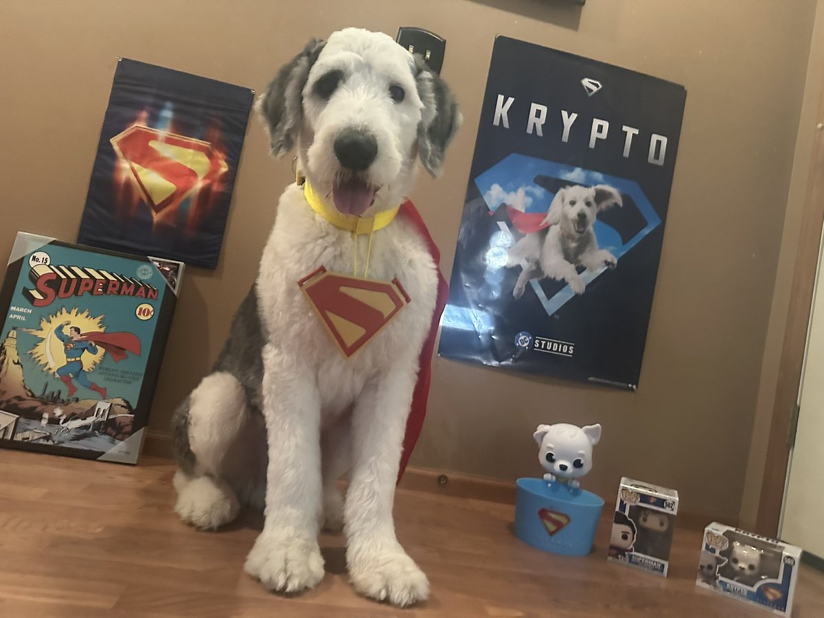 toppdogg420's tweet image. HAPPY FRIDAY!! 😎 #Reggie #Krypto #Superman