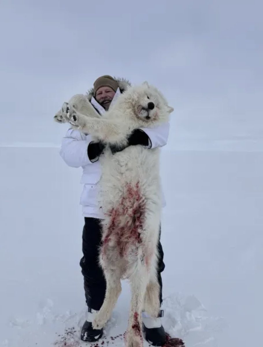 Charles Monson, North Dakota 'loves to hunt.' Killed this arctic wolf in Canada. Evil monster that let this animal suffer needlessly with a gut shot. 🤬
#BanTrophyHunting RT
<a href="/SARA2001NOOR/">Sara✌️💙🍉peaceFOReveryone</a> <a href="/Angelux1111/">Angel</a> <a href="/Gail7175/">WatchDominion.com Ⓥ</a> <a href="/Lin11W/">🌱🌹❤️ Anonymous for the voiceless ❤️🌹🌱</a> <a href="/Protect_Wldlife/">PROTECT ALL WILDLIFE</a> <a href="/PhaedraXTeddy/">Phaedra</a>
