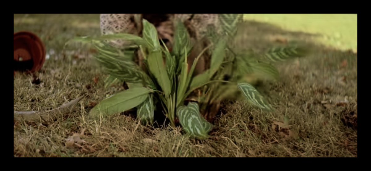 مشهد ماتيلدا في اخر فيلم leon the professional وهي بتزرع الزرعه بتاعه ليون وبتقوله :
You will be ok here leon😓