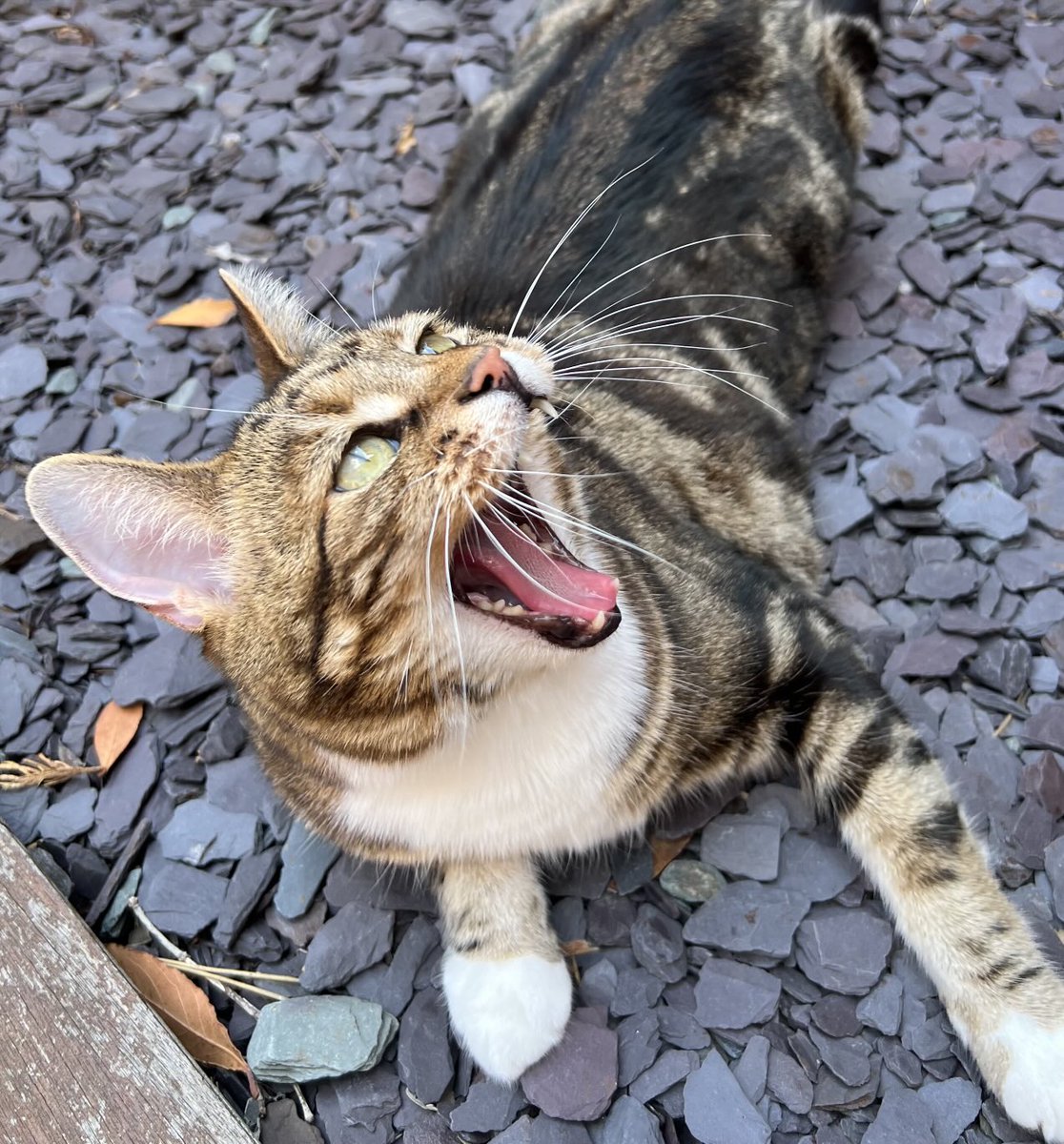 😻it’s a beautiful day and I’ve been allowed out!! Wishing everyone could be as happy 😺 #HedgeWatch #CatsOfX #Tabby