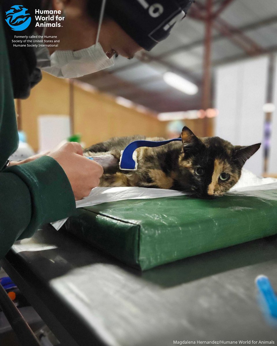 humaneworldorg's tweet image. Our Mobile Veterinary Clinic in Chile is transforming lives in rural communities with free spay/neuter surgeries and wellness care.
This week in Alcones Bajo, we’re treating animals and educating pet guardians—bringing health and hope where it’s needed most.
Welcome, Dr. Amit…