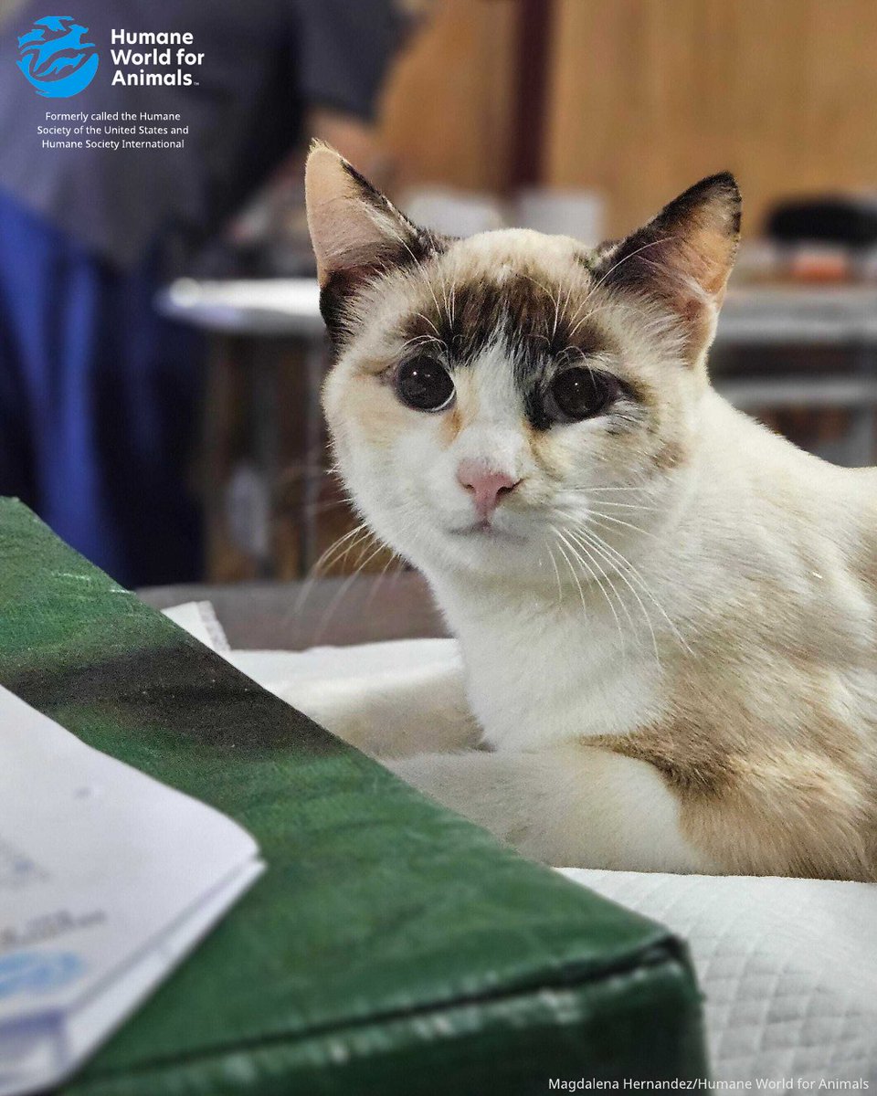 humaneworldorg's tweet image. Our Mobile Veterinary Clinic in Chile is transforming lives in rural communities with free spay/neuter surgeries and wellness care.
This week in Alcones Bajo, we’re treating animals and educating pet guardians—bringing health and hope where it’s needed most.
Welcome, Dr. Amit…