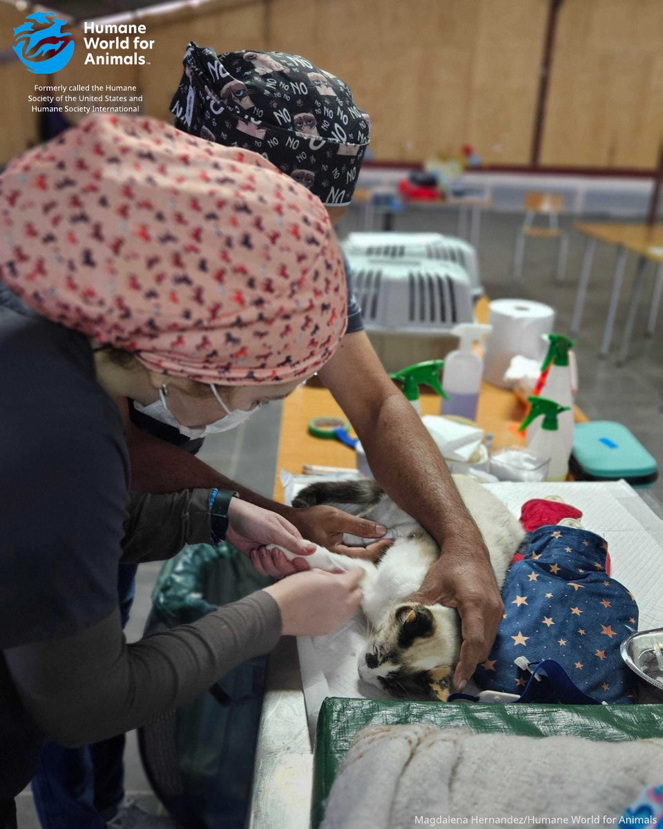 humaneworldorg's tweet image. Our Mobile Veterinary Clinic in Chile is transforming lives in rural communities with free spay/neuter surgeries and wellness care.
This week in Alcones Bajo, we’re treating animals and educating pet guardians—bringing health and hope where it’s needed most.
Welcome, Dr. Amit…