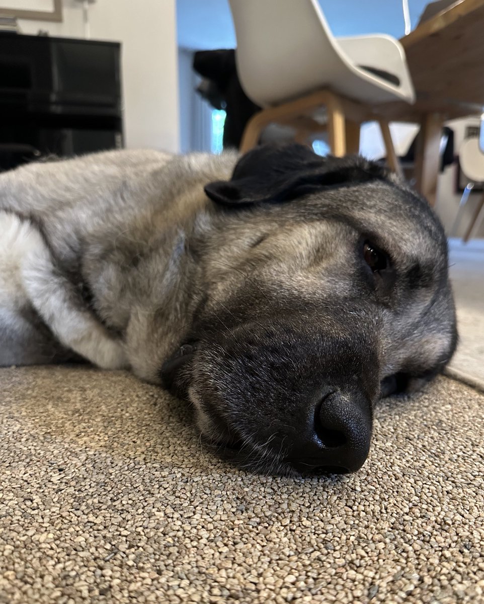 Jaxxon2905's tweet image. Menschen, ey! Da haben sie endlich nen Hund, der bei jedem Wetter on tour will … und dann kehrt Herrchen einfach um 😕 Nur wegen so‘n bisschen Gewitter und Starkregen. Bin mucksch jetzt! 🙄