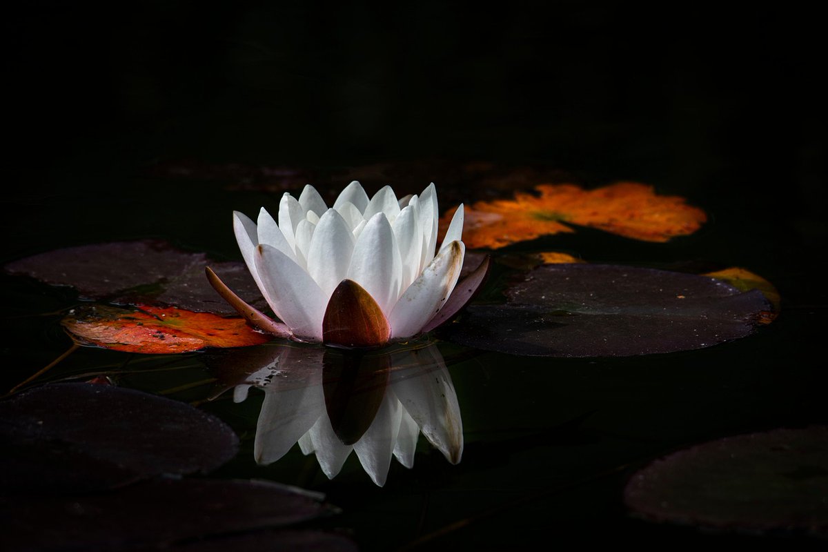 thetaoishway's tweet image. HAPPY FRIDAY! 🙏🪷🧘♀️
#writerslift #WritingCommunity #BooksWorthReading #readingcommunity #readers #BookRecommendation #shamelessselfpromoFriday
Drop your #books #websites #blogs #poetry #artwork #WIP #links
Let's read, write, reciprocate and reflect 📚