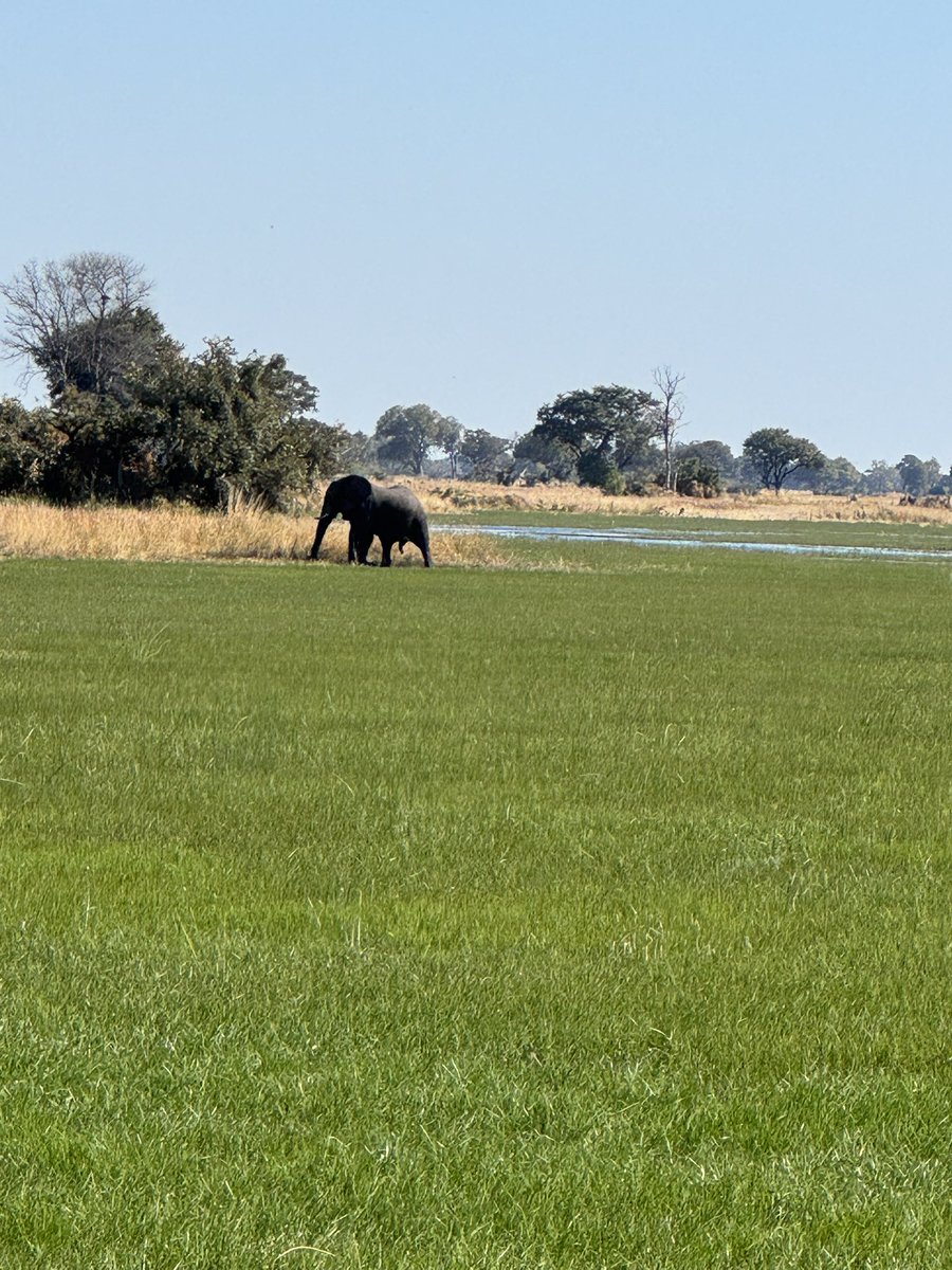 ajventerx's tweet image. @Starlink 
Arrived in the Okavango Delta Botswana 🇧🇼 
(In the middle of nowhere)
At the lodge the wifi 🛜 is super fast!
I ask management how is it possible…
They go show me…
STARLINK!!!
Guests and Employees are so happy!
@elonmusk