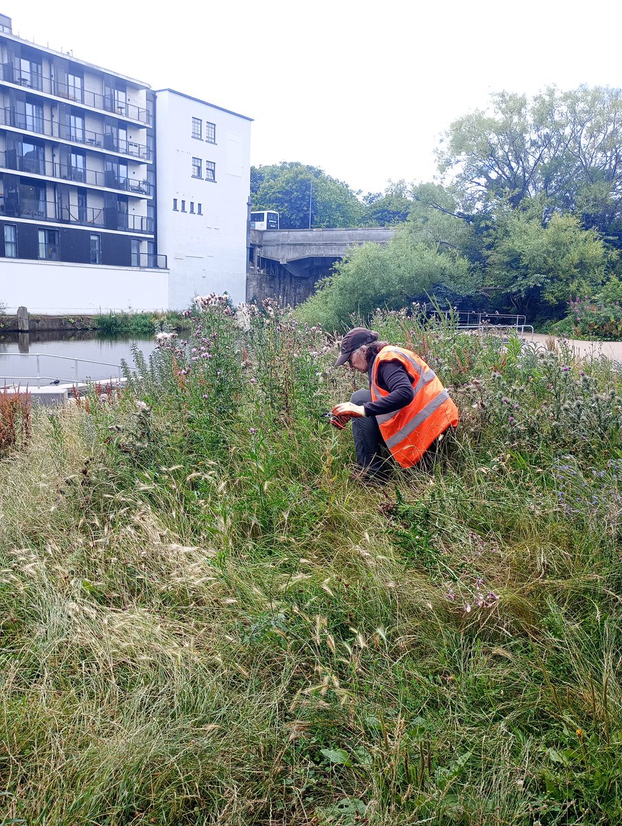 WOLCT's tweet image. Many thanks to the legends who came out today at short notice to help with some of the tasks around the skatepark at Coalie. We helped to fill raised beds, clear site access paths, pulled creeping thistle to stop it taking over, and levelled some rough ground ready for seeding.🙌