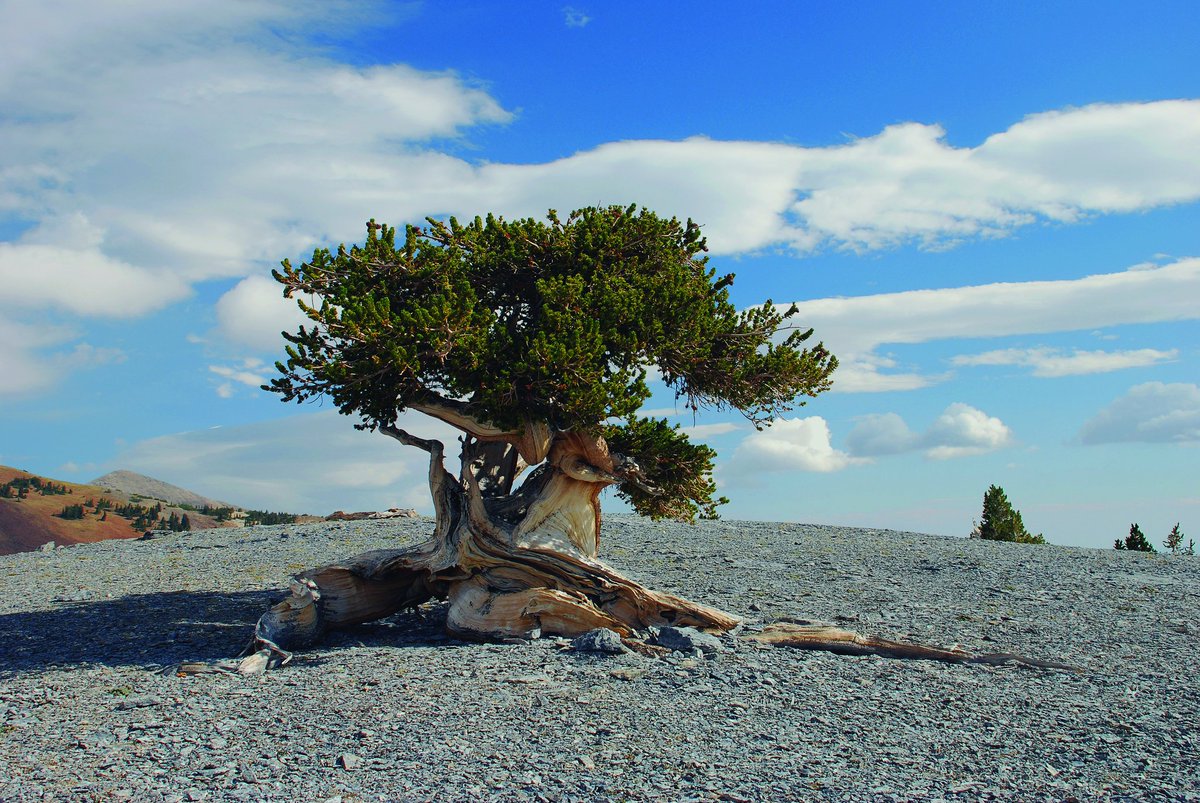 treemissions's tweet image. Did you know that the United States is home to the world's oldest trees? Bristlecone pines, found in California, Nevada, and Utah, can live for over 4,000 years! That's older than the Pyramids of Giza and Stonehenge! So, if trees could talk, they'd have some pretty amazing…