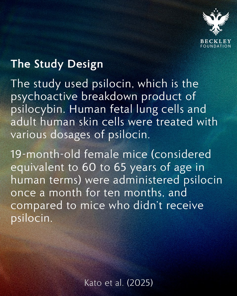 BeckleyResearch's tweet image. Psilocin and Ageing Research: findings from a just-published pre-clinical trial may have implications for the treatment of various age-related diseases.

Psilocybin treatment extends cellular lifespan and improves survival of aged mice - Kato et al., 2025
nature.com/articles/s4151…