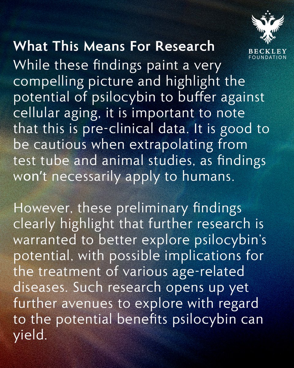BeckleyResearch's tweet image. Psilocin and Ageing Research: findings from a just-published pre-clinical trial may have implications for the treatment of various age-related diseases.

Psilocybin treatment extends cellular lifespan and improves survival of aged mice - Kato et al., 2025
nature.com/articles/s4151…