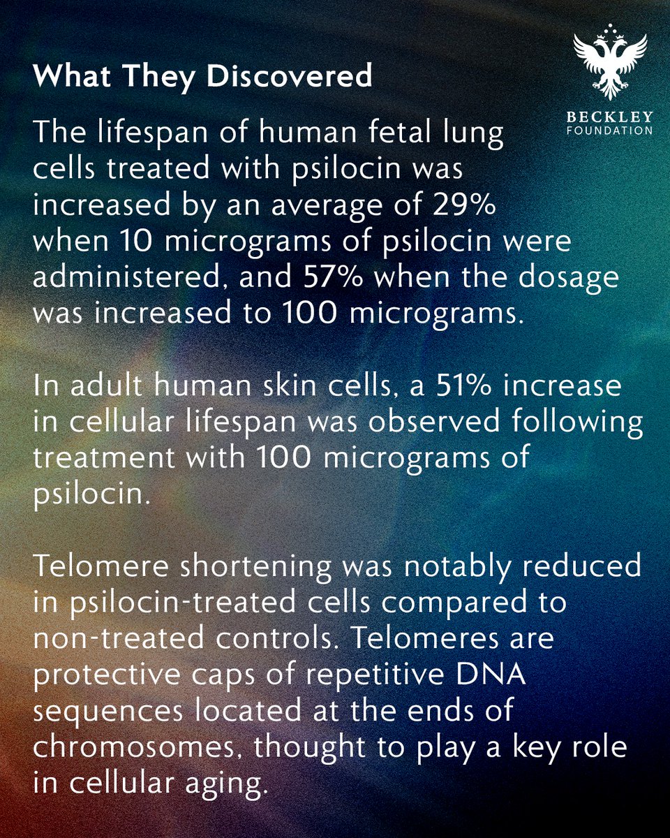 BeckleyResearch's tweet image. Psilocin and Ageing Research: findings from a just-published pre-clinical trial may have implications for the treatment of various age-related diseases.

Psilocybin treatment extends cellular lifespan and improves survival of aged mice - Kato et al., 2025
nature.com/articles/s4151…