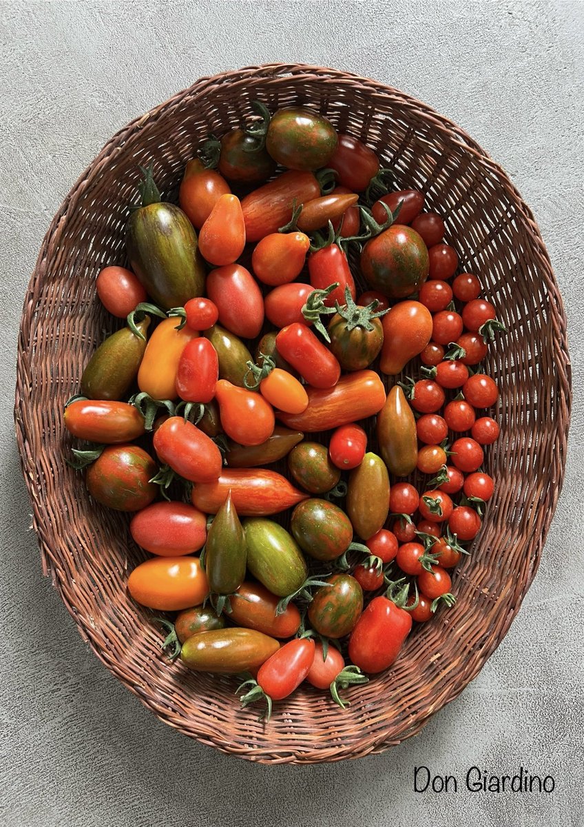 Immer mehr meiner Lieblingssorten an Naschtomaten reifen, aus denen wird ein Tomatensalat der Superlative kann ich euch sagen 🥰