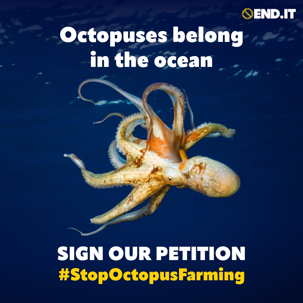 CIWF_Global's tweet image. 🚨Have you heard that octopuses could be exploited for profit in cruel factory farms?
This would inflict huge suffering on these highly intelligent wild animals 💔
We must #StopOctopusFarming before it can become a reality – sign our petition here⬇️
bit.ly/43WFQ1E