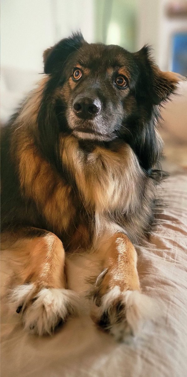 Two year anniversary of the date we rescued Gunner. What a fabulous addition to the family.