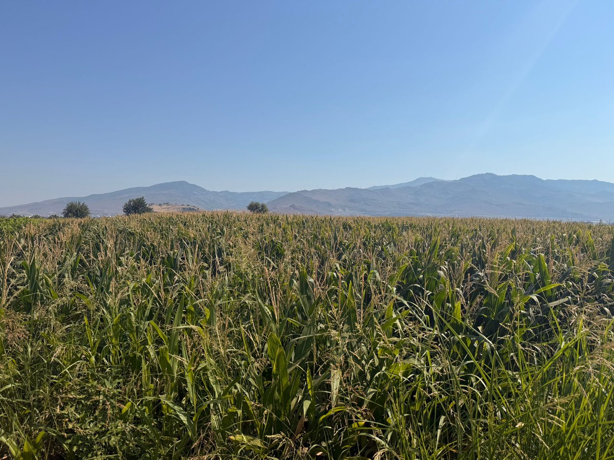 İlçemizdeki mısır üretim alanlarında  Batı Mısır Kök Kurdu zararlısına karşı  mücadele yöntemlerinin  belirlenmesi için teknik personelimiz tarafından gerekli kontroller  düzenli olarak yapılmaktadır.
<a href="/MstafaSahin44/">Mustafa ŞAHİN</a> 
<a href="/fatihcicek33/">fatihcicek33</a> 
<a href="/TCTarim/">T.C. Tarım ve Orman Bakanlığı</a>
<a href="/izmirtarim/">İzmir Tarım ve Orman İl Müdürlüğü</a>