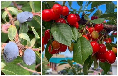 Gardeners' Corner at Calgary Horticultural Society - mailchi.mp/calhort/garden…

Grow prairie hardy fruit. Create good compost. Watering tips. Learn What's Happening at the Calgary Horticultural Society. Read our e-news. Subscribe: bit.ly/3mFnHMn #hortmember #yycgardening