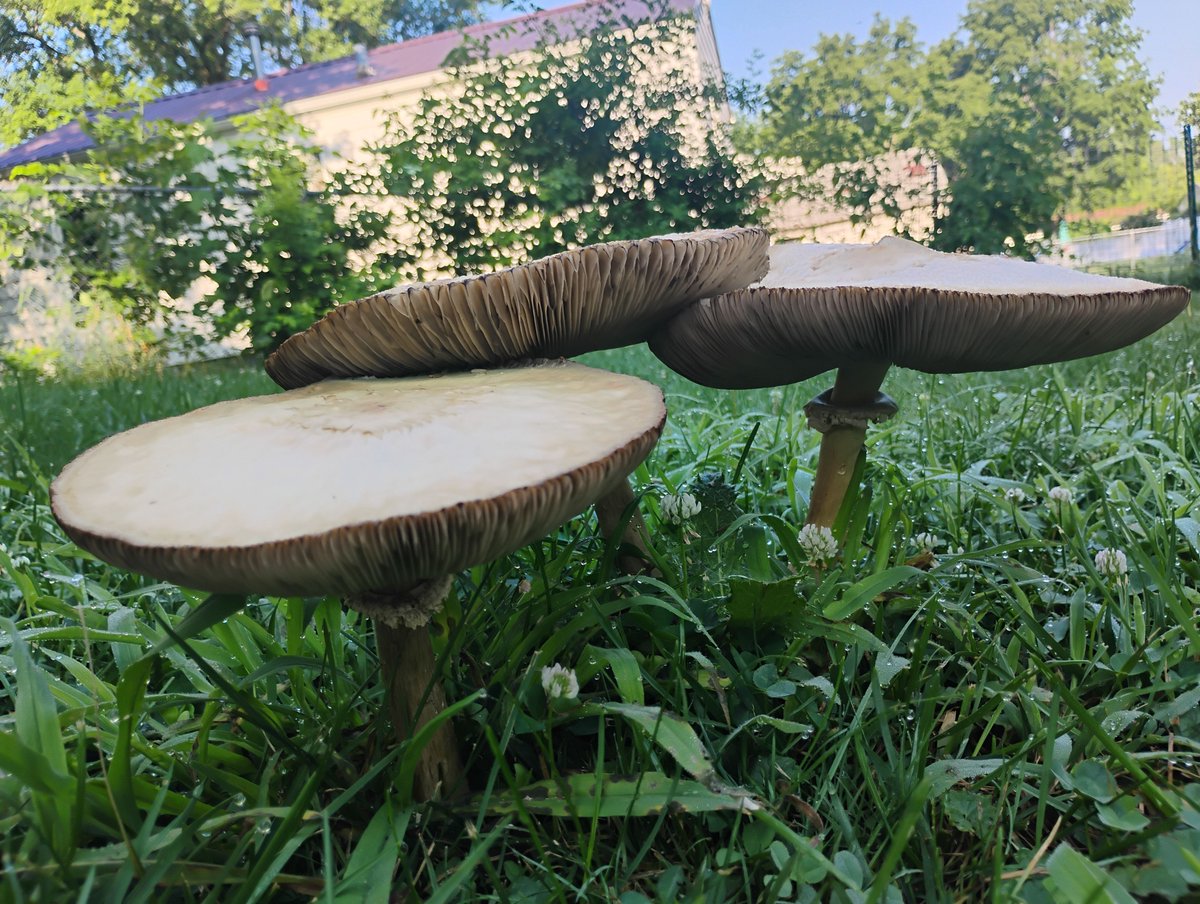 AndrewBuhman's tweet image. 2.
I didn’t plant them.
Didn’t ask for them.
But there they were—tall, still, and deadly.
Not all that rises from the dark is meant to be touched.
#Taoism #SpiritualReflections #LetGoAndFlow