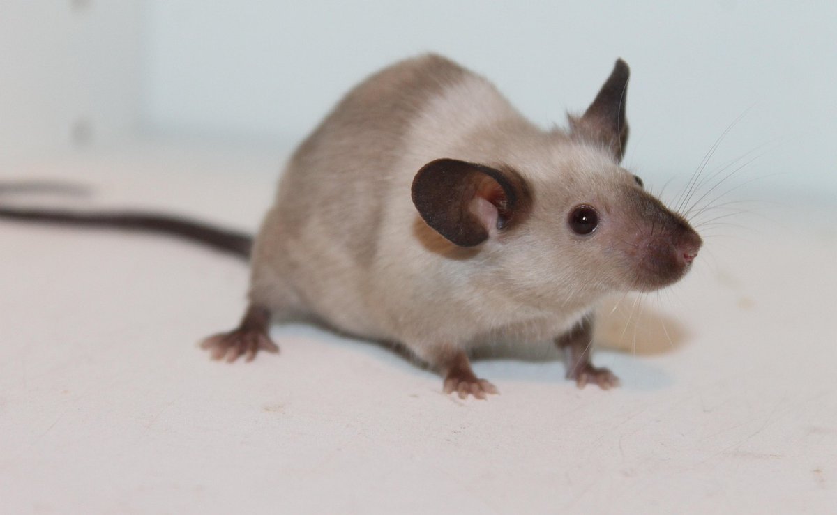 Immune_News's tweet image. 🐁 Scientists at @Tongji_Uni showed that mice with systemic, Kupffer cell–specific, or myeloid cell–specific Mas1 deficiency were vulnerable to liver ischemia-reperfusion injury.
👉 @ScienceTM | bit.ly/4m3KPDu