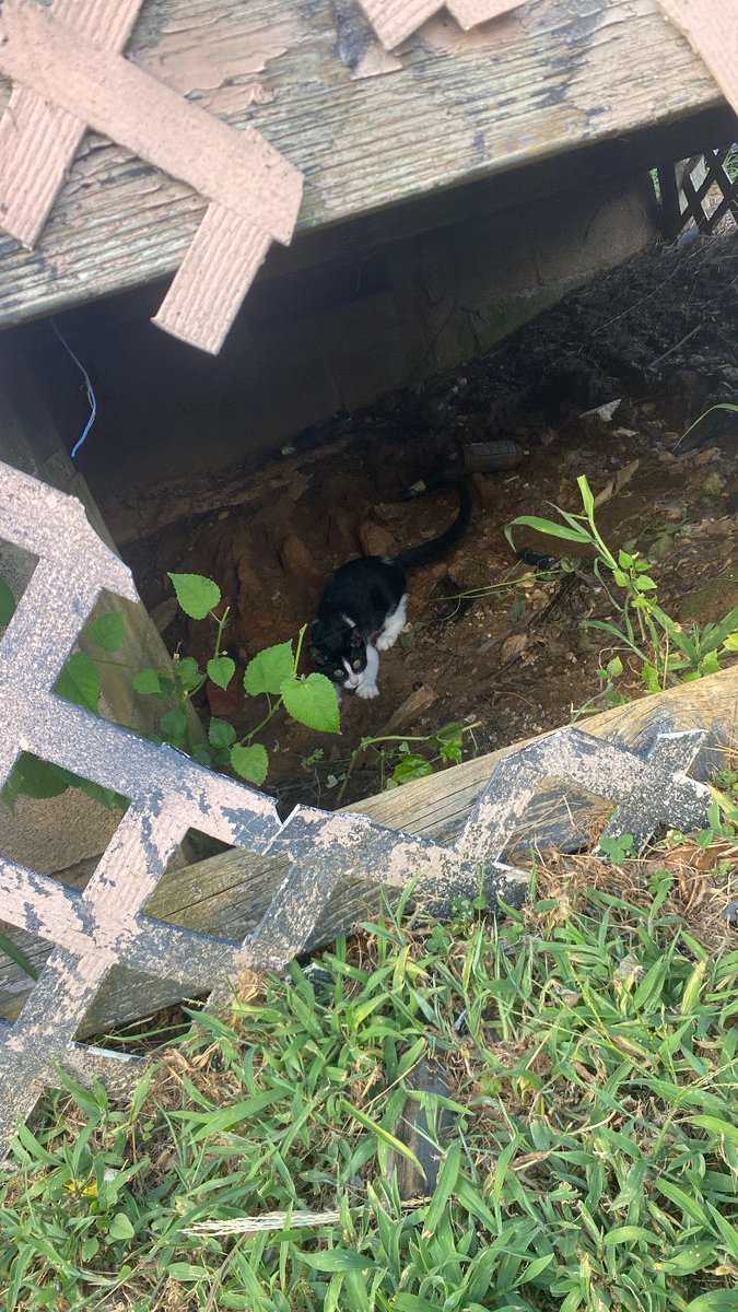 Paola Cabrera tweet media