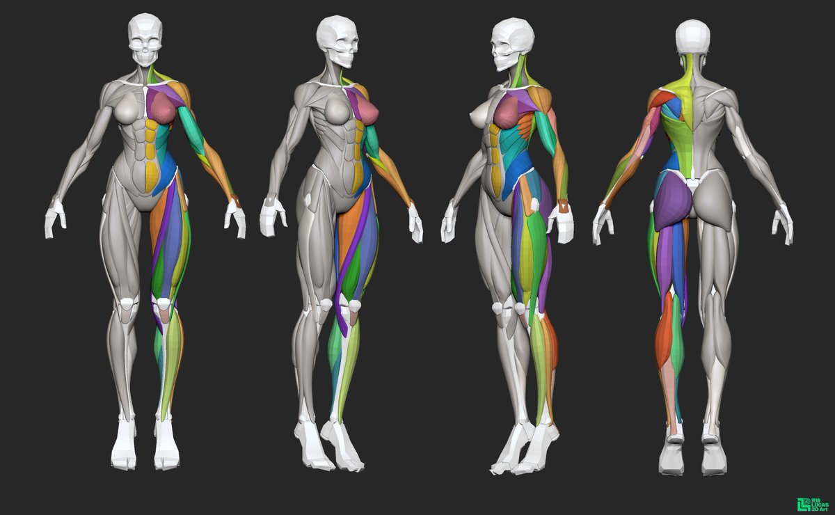 Body, skeleton, and major muscles are mostly done now. The hands, feet, and facial muscles remain—the hardest parts. Hopefully I can finish them this weekend and move on to the next stage of the process.