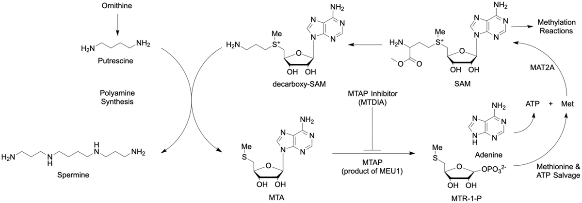 DMM_Journal's tweet image. Coorey, @MunkacsiLab & co develop a model system that enables genomic and proteomic analyses to identify genes, proteins & pathways integral to the bioactivity of MTDIA, a potent anti-cancer transition-state analog and inhibitor of human MTAP. #cancer doi.org/10.1242/dmm.05…