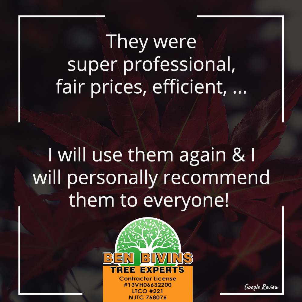 BivinsTree's tweet image. Another 5-star review 🌟🌟🌟🌟🌟 We take pride in being professional, efficient, and fair—from first call to final cleanup. Thank you for trusting Ben Bivins Tree Experts!

#CustomerSatisfaction #TreeExperts #BenBivinsTreeExperts #NJTreeService #TreeCarePros
