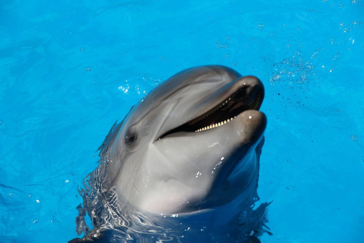 progressntwrk's tweet image. 😇3 Things That Went Right This Week😇
🦮Pet owners in the US now have a long-lasting option to prevent their dogs from getting ticks or fleas.
🌊 A biologically dead river in Germany has returned to life.
🐬 Mexico has banned dolphin and other marine mammal shows nationwide.…