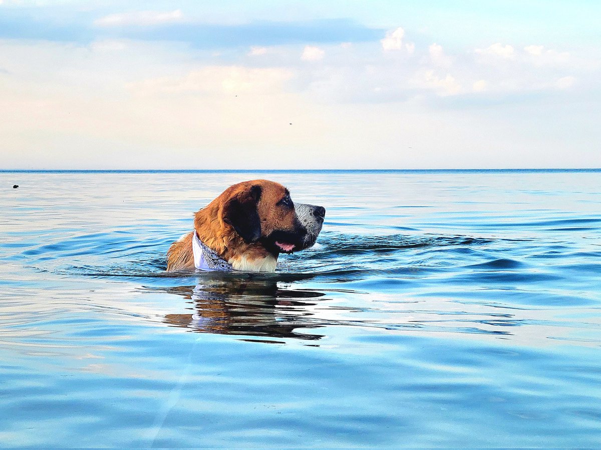 JohnPaulDanko's tweet image. Duke is not a fan of hot weather - but very appreciative of #HamOnt Beach!
