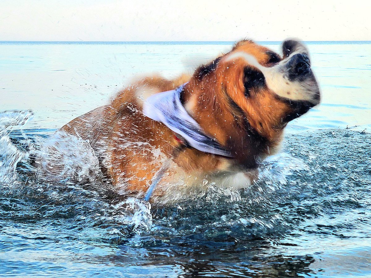 JohnPaulDanko's tweet image. Duke is not a fan of hot weather - but very appreciative of #HamOnt Beach!