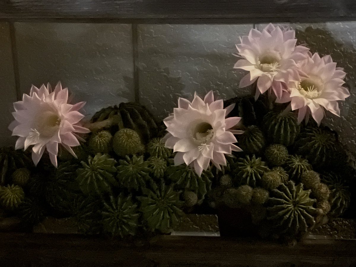 Yoshimasa_Tsu's tweet image. 夜に帰宅するとサボテンの花が咲いていました。