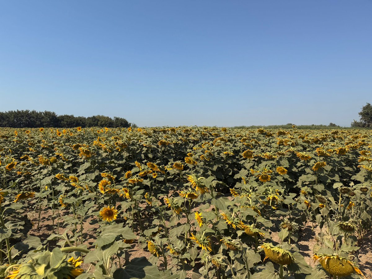 İlçemizde ayçiçeği  üretim alanlarında tabla taslak gelişimi, dane sıklığı ve dane  doldurma oranını  belirlemek amacıyla  fenolojik gözlemler ilçe Müdürlüğümüz teknik personeli tarafından  yapılmaktadır.
<a href="/MstafaSahin44/">Mustafa ŞAHİN</a> 
<a href="/fatihcicek33/">fatihcicek33</a> 
<a href="/TCTarim/">T.C. Tarım ve Orman Bakanlığı</a>
<a href="/izmirtarim/">İzmir Tarım ve Orman İl Müdürlüğü</a>