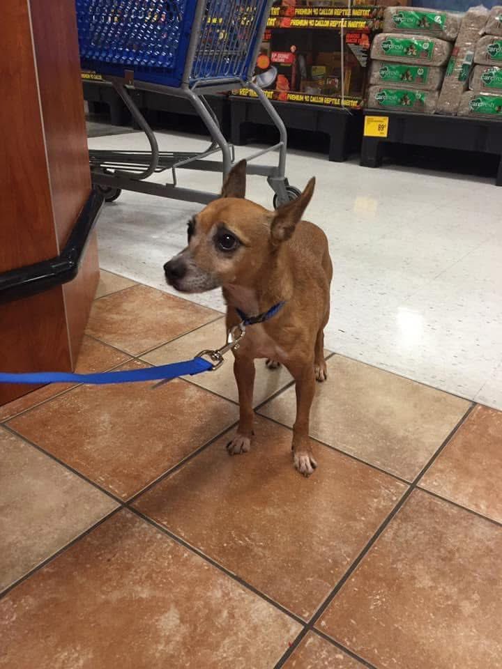 He was found on the streets of Arizona before he was rescued by the Spokane Humane Society and flown to Spokane. On July 18, 2016, Sundance became a member of our family. He crossed the rainbow bridge last November. We love and miss sweet Sundance 😢