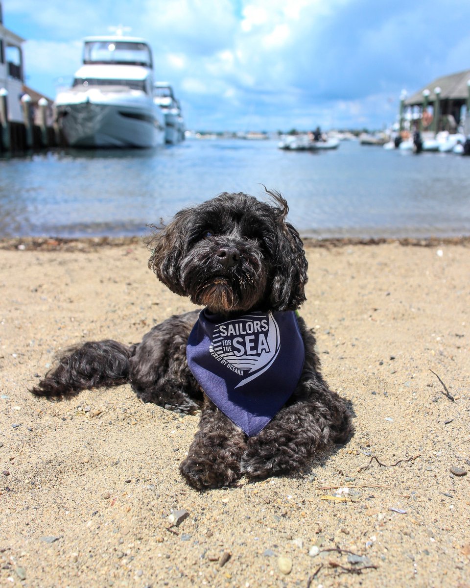 Let your furry first mate show off their love for the ocean! 🐶🌊💙

Our bandanas are perfect for pups (or other adventurous animal pals!) who sail the seas, sniff around the docks, or simply dream of salty breezes from the comfort of home. 

Shop now: bit.ly/4nXXTfq