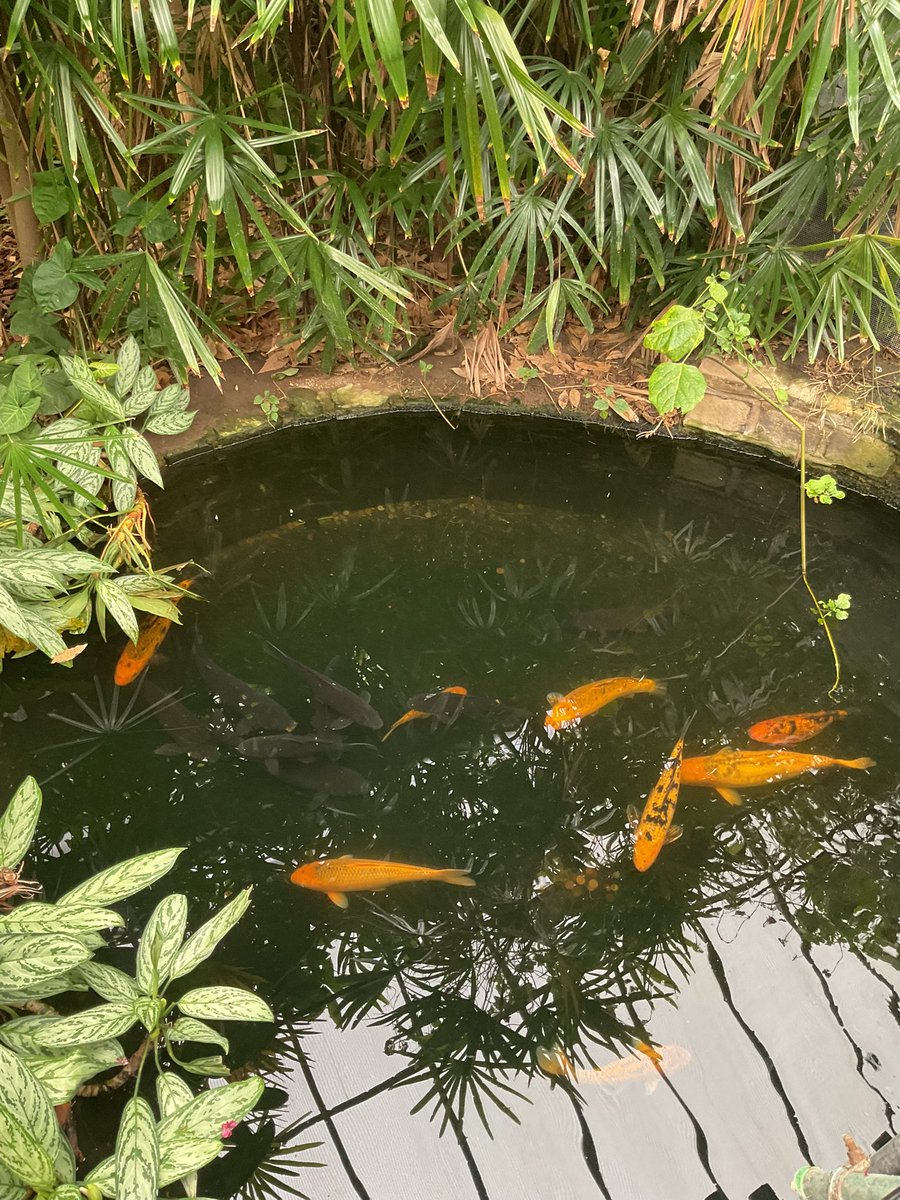 StanleyGrovePri's tweet image. Year 2 had a wonderful trip to Tropical World and Roundhay Park today! #stgrovescience