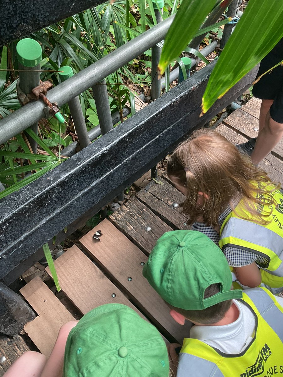 StanleyGrovePri's tweet image. Year 2 had a wonderful trip to Tropical World and Roundhay Park today! #stgrovescience