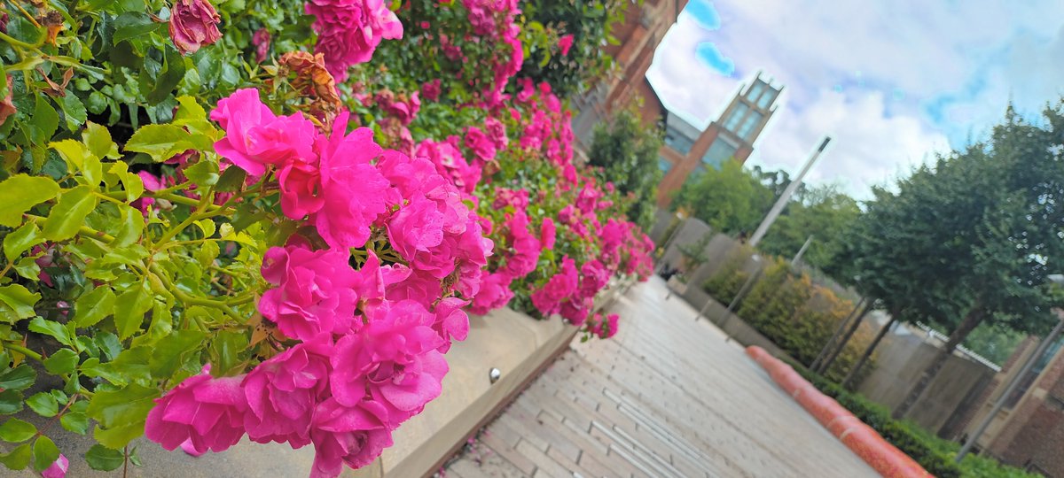 QUBstaff's tweet image. Once again enjoying the colours and floral smells of our beautiful @QUBelfast campus (not to mention the excellent handiwork of our Grounds and Gardens team @QUBEstates)!
#LoveQUBstaff #LoveQUB