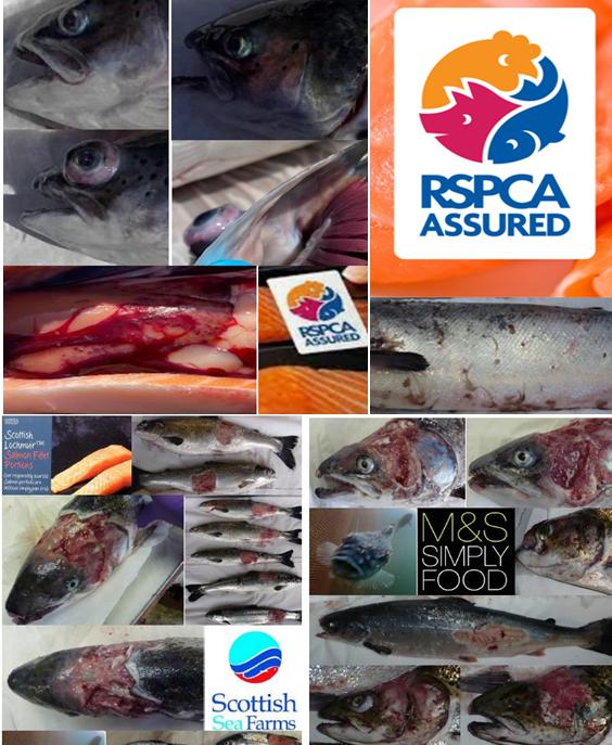 TheGAAIA's tweet image. Legal Update: here's the permanent undertaking I have been forced by @shepwedd to give to Norskott Havbruk @scotseafarms @ScotlandSalmon #SLAPP
No more filming inside Scottish Sea Farms for me - shame on @marksandspencer and @rspcaassured for supporting welfare abuse