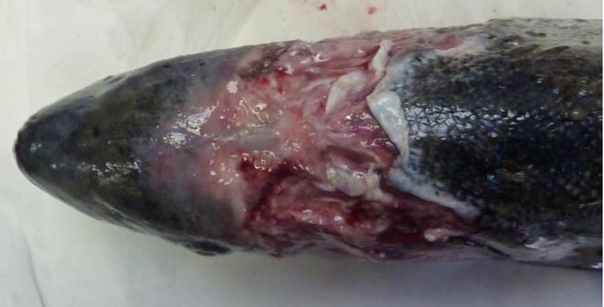 TheGAAIA's tweet image. Legal Update: here's the permanent undertaking I have been forced by @shepwedd to give to Norskott Havbruk @scotseafarms @ScotlandSalmon #SLAPP
No more filming inside Scottish Sea Farms for me - shame on @marksandspencer and @rspcaassured for supporting welfare abuse
