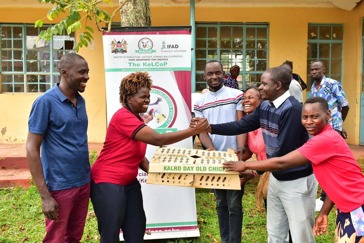 orengo_james's tweet image. As part of efforts to boost indigenous chicken farming and improve farmer productivity, the County Government has distributed 2,000 improved day-old Kienyeji chicks to 40 households in South East Alego Ward through the Kenya Livestock Commercialization Project (KeLCoP). Each…