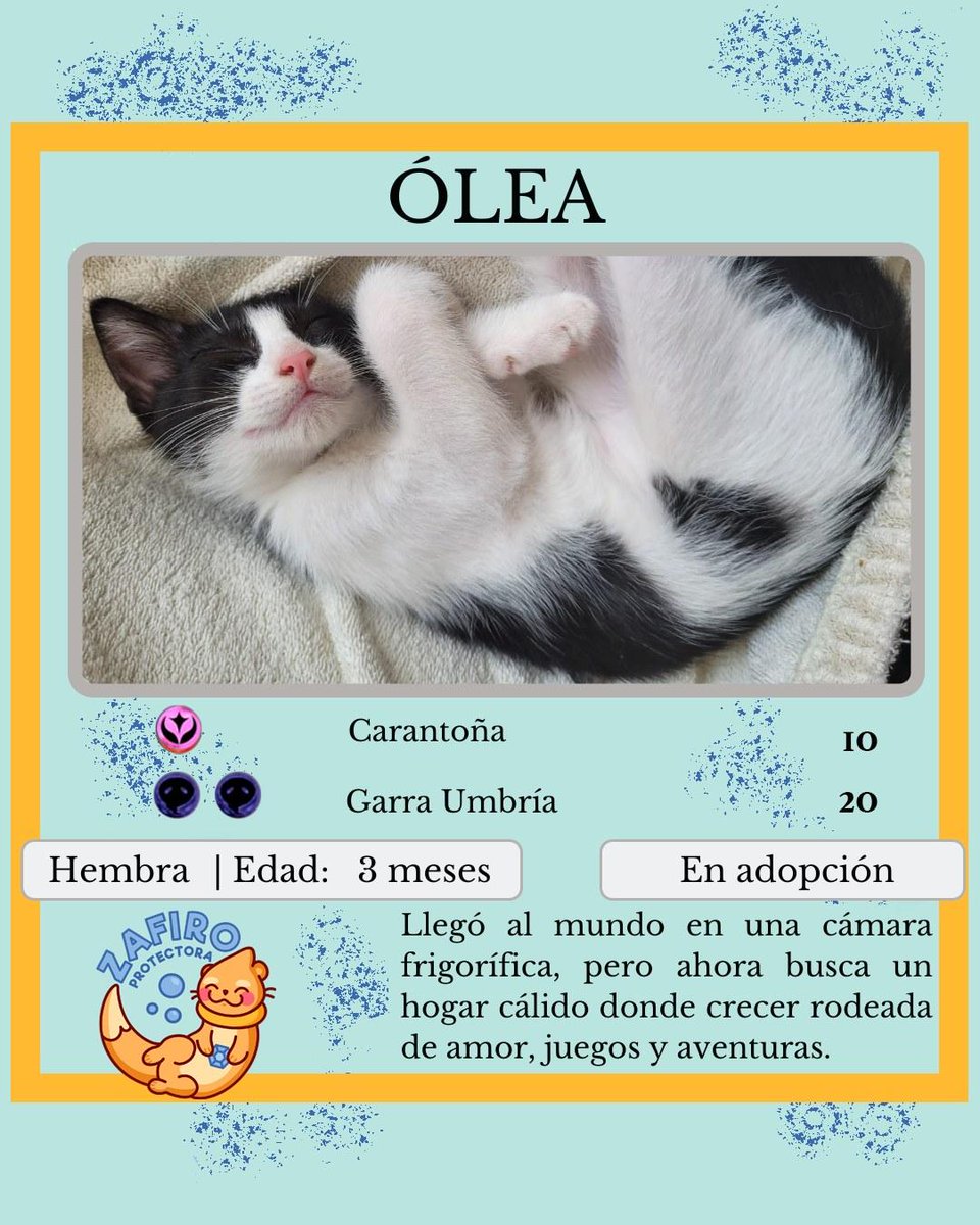 ZafiroProte's tweet image. 🩵 ÓLEA EN ADOPCIÓN 🩵
Nuestra pequeña Ólea llegó al mundo en una cámara frigorífica de una gasolinera, donde su mamá Gasolina encontró cobijo para traer a sus pequeños. Comparte con Petra el precioso pelaje bicolor de su madre.
🐾 Ólea
🎂 3 meses
📍 Murcia
✈️ Puede viajar