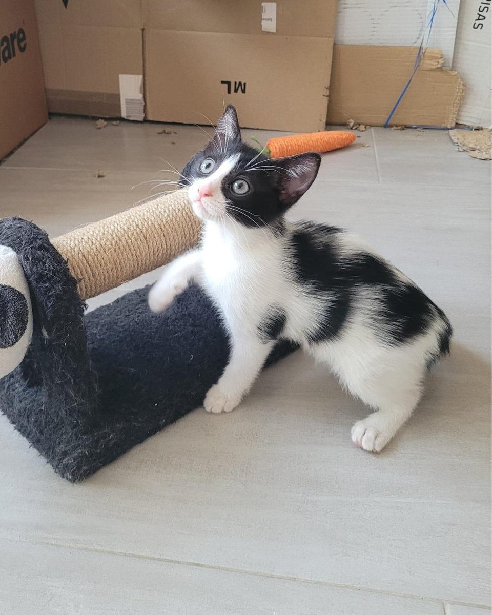 ZafiroProte's tweet image. 🩵 ÓLEA EN ADOPCIÓN 🩵
Nuestra pequeña Ólea llegó al mundo en una cámara frigorífica de una gasolinera, donde su mamá Gasolina encontró cobijo para traer a sus pequeños. Comparte con Petra el precioso pelaje bicolor de su madre.
🐾 Ólea
🎂 3 meses
📍 Murcia
✈️ Puede viajar