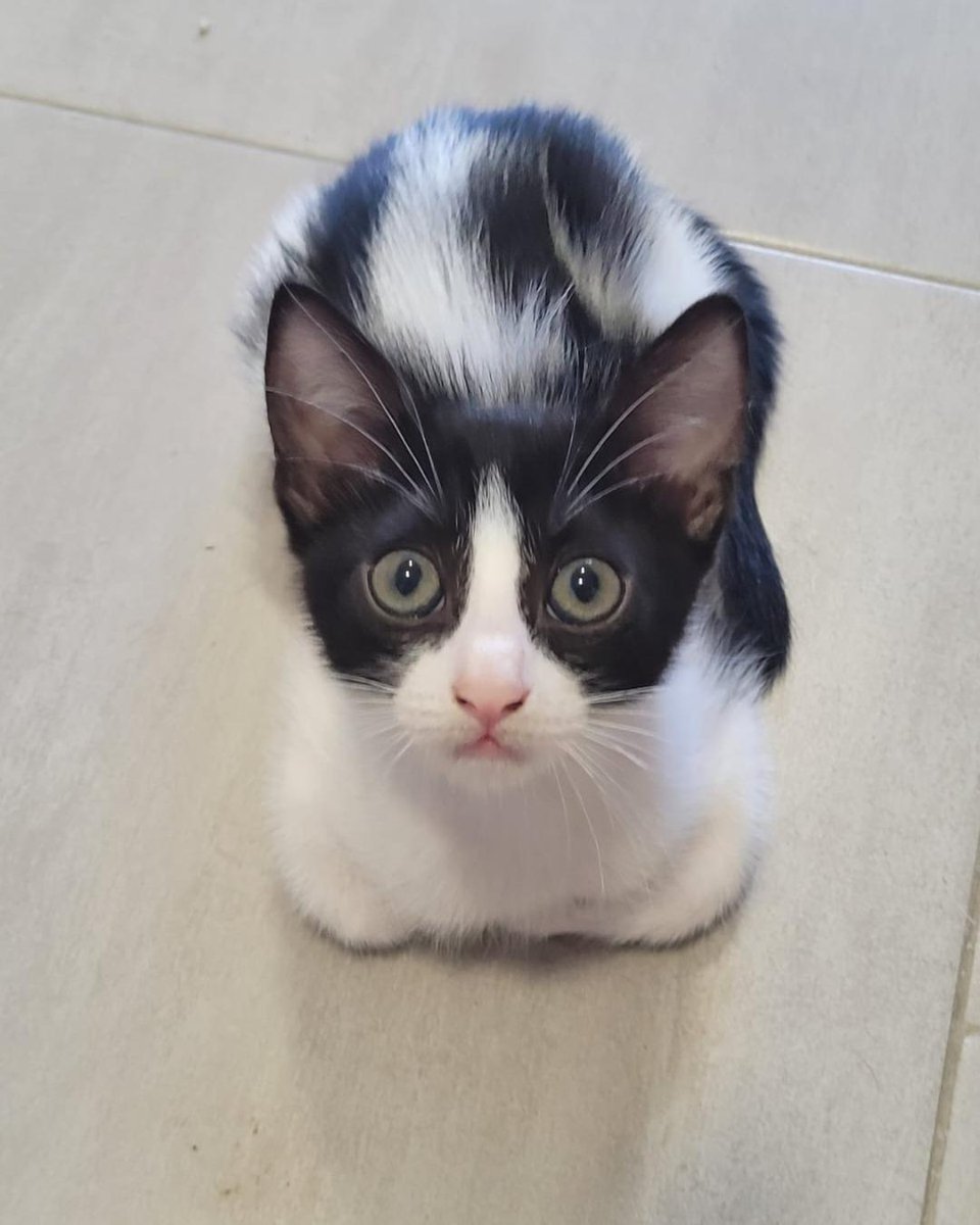 ZafiroProte's tweet image. 🩵 ÓLEA EN ADOPCIÓN 🩵
Nuestra pequeña Ólea llegó al mundo en una cámara frigorífica de una gasolinera, donde su mamá Gasolina encontró cobijo para traer a sus pequeños. Comparte con Petra el precioso pelaje bicolor de su madre.
🐾 Ólea
🎂 3 meses
📍 Murcia
✈️ Puede viajar